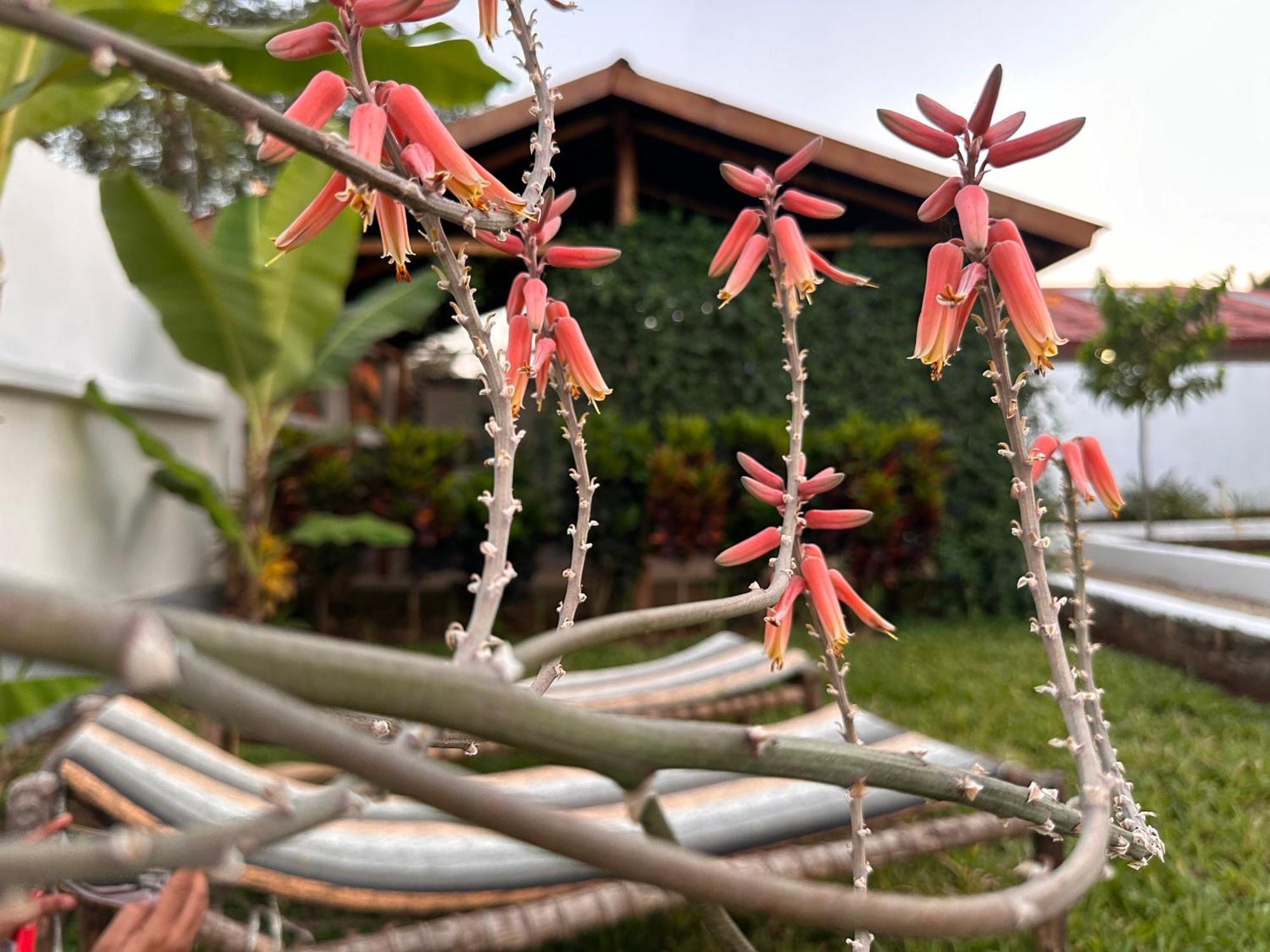 Hotel Garden Pearls Nungwi Exterior foto
